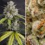 Auto Melonade Runtz - autoflowering Samen, 7 Stück, Dutch Passion