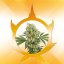 Medikit - Feminized Seeds, 10 pcs, Buddha Seeds