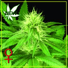 Bubba Kush 5 ks (Indoor), feminizované semená Green House Seeds