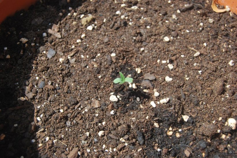 Cream Caramel Auto – samokvitnúce semená 10 ks Sweet Seeds