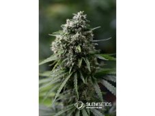 Critical + 2.0 - autoflowering semena 10ks, Silent Seeds
