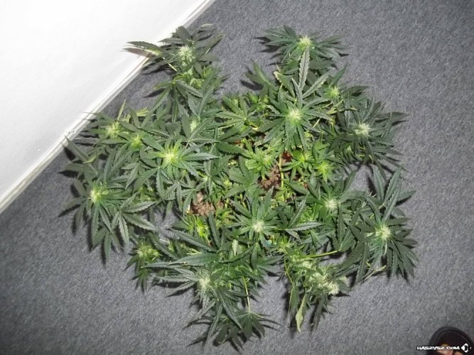 Sweet Skunk Automatic - feminized And autoflowering seeds 10 pcs Royal Queen seeds