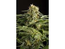 Dinafem California Hash Plant feminizovaná semena