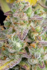 Wedding Cheesecake Auto - autoflowering seeds 3pcs Fast Buds