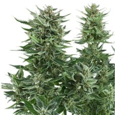 Easy Bud - fem. i 10ks Royal Queen Seeds
