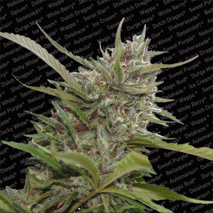 Auto White Berry - feminized And autoflowering seeds 10 pcs Paradise Seeds