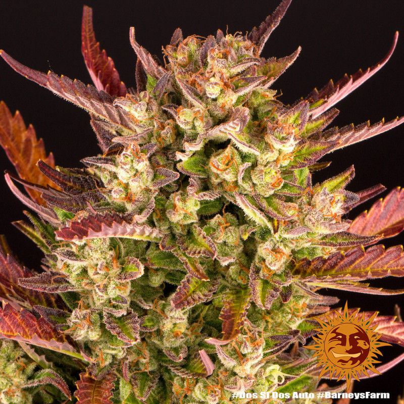 Dos Si Dos Auto - Autoflowering Marihuana Samen 5 Stück Barney's Farm