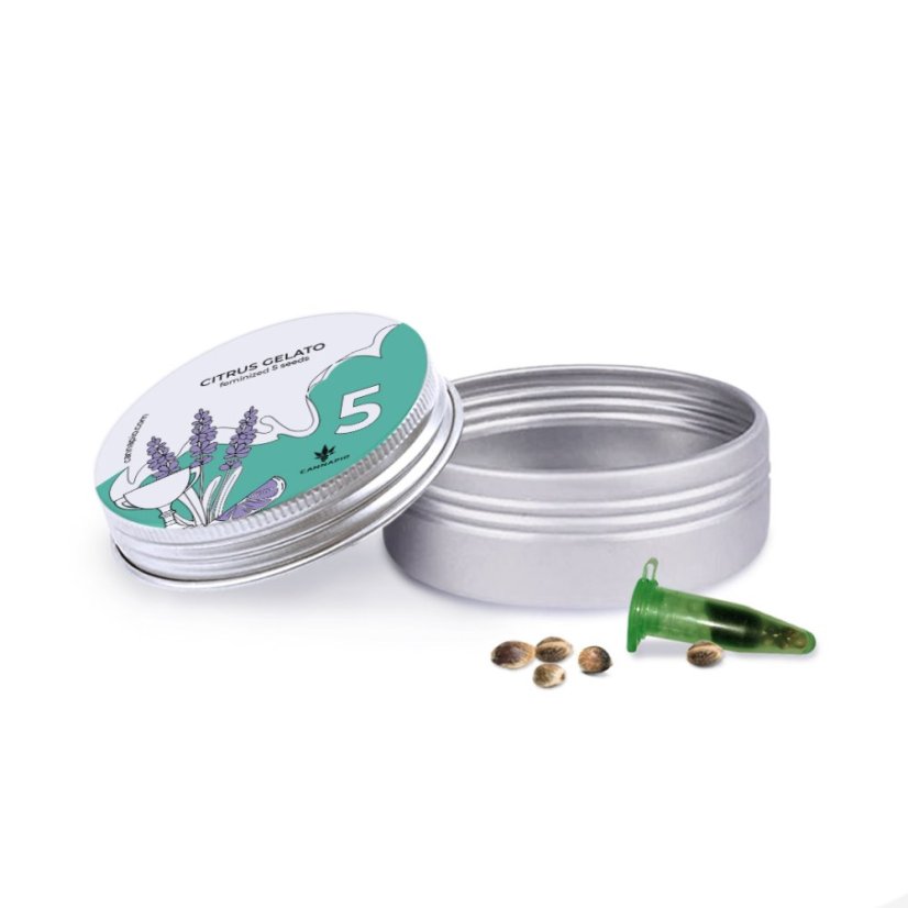 Citrus Gelato - feminizovaná semínka 5 ks Cannapio