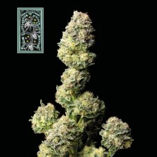 White Widow fast version - feminized cannabis seeds 5pcs, Seedsman