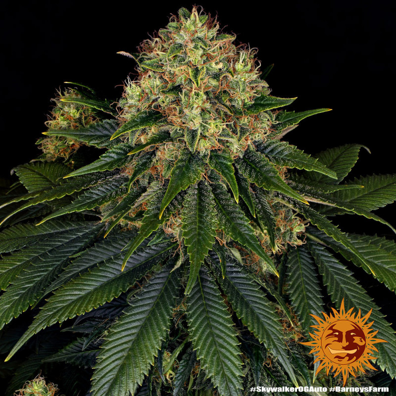 Skywalker OG Auto - autoflowering semena marihuany 10 ks Barney´s Farm
