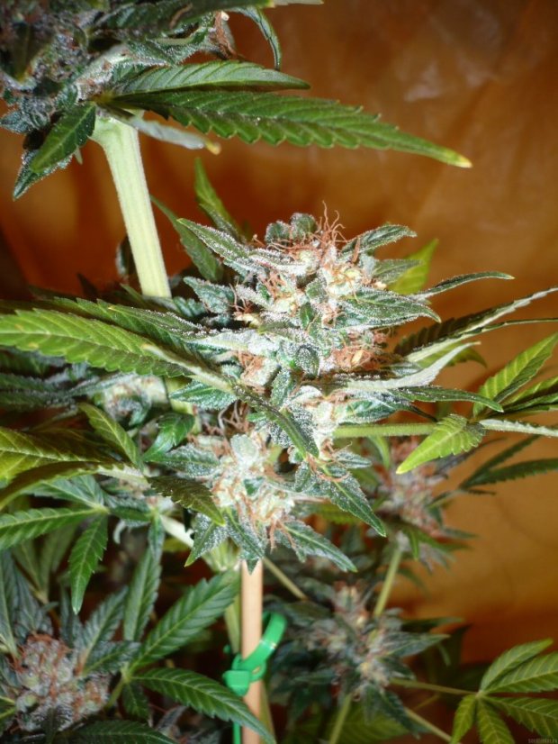 Orange Bud - feminizovaná semena 10 ks Dutch Passion