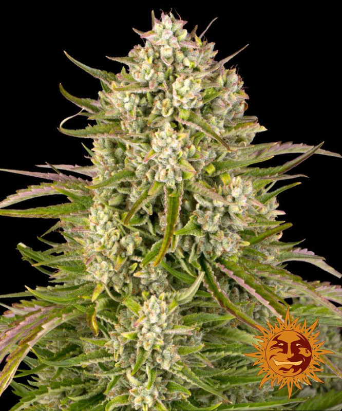 Wedding Cake Auto - feminisierte Samen 10 Stück, Barney's Farm