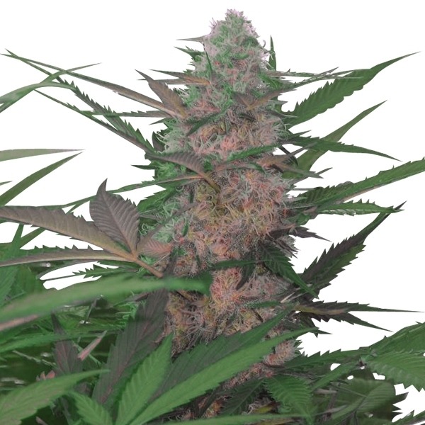 Royal AK Automatic - samonakvétací semínka Royal Queen Seeds 5ks