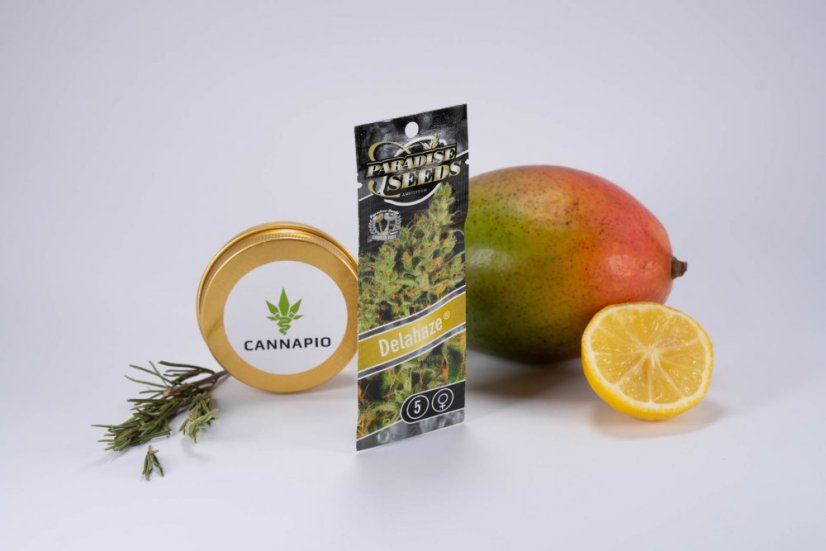 Delahaze - feminizirano sjeme 5 kom Paradise Seeds