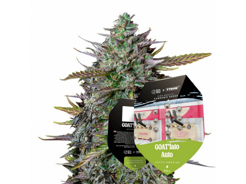 GOATlato Auto - autofloreciente 3pcs - Royal Queen Seeds x Mike Tyson