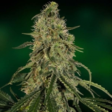Grape Ape - feminizované semienka 10ks Barney´s Farm