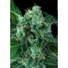 Auto Wappa - feminized And autoflowering seeds 3 pcs Paradise Seeds