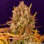 Dos Si Dos Auto - autoflowering semena marihuany 10 ks Barney´s Farm