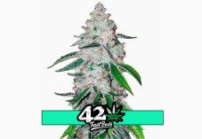 West Coast O.G. Auto - samonakvétací semena marihuany 3 ks Fast Buds