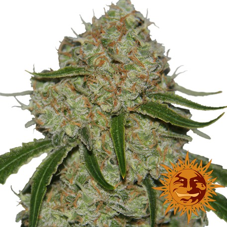 Phantom OG - feminizovaná semená 10 ks Barney's Farms