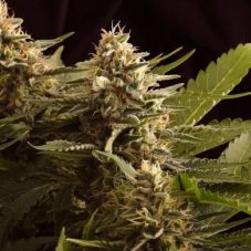 Colombian Jack - 10 sztuk nasion feminizowanych Kannabia Seeds