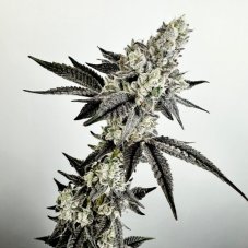 Exotic Genetix Crystal Orchard nasiona feminizowane