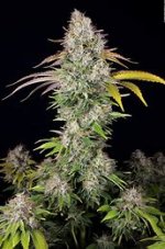 T.H. Seeds UnderDawg Kush feminisierte Samen