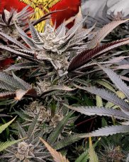 Solfire Gardens FX3 feminisierte Samen