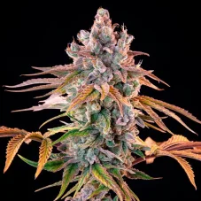 Cheese Express - feminizovaná semínka 5 ks Cannapio
