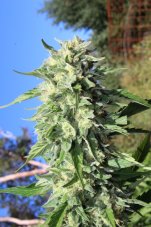 Humboldt Seed Company Banana Mango feminizované konopné semená