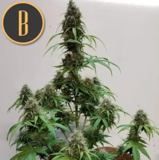 Blimburn Seeds AK Auto samonakvétací semena, 9 ks