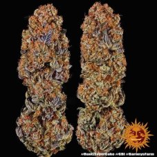 Runtz X Layer Cake - semillas feminizadas 3 uds Barney's Farm