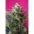 Big Devil XL Auto - fem. And autocoque seeds 10pcs of Sweet Seeds
