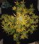 White Widow XXL Auto - fem. a autoflowering semienka 5ks Dinafem