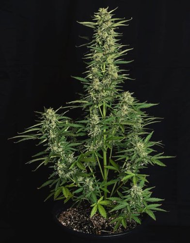 Epsilon F1 - samonakvétací semena marihuany 10ks, Royal Queen Seeds