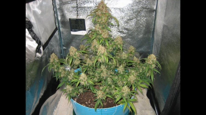 White Widow Automatic - fem. i 3 nasiona Royal Queen Seeds
