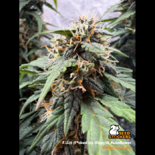 Seedstockers F.U.H Auto samonakvétací semena