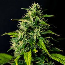 DC Cure 1:1 - autocvjetajuće sjemenke 10 kom, Doctor's Choice