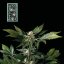 White Widow fast version - feminized cannabis seeds 5pcs, Seedsman