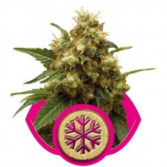 Ice - Feminized Seeds 3 pcs Royal Queen Seeds