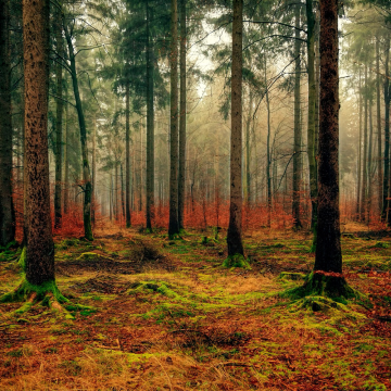Najwyższej jakości nasiona konopi leczniczych z Kalifornii - Seed Banka Humboldt S.O.