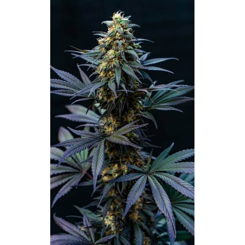 Black Lebanon - feminizovaná semena 3 ks Super Sativa Seed Club