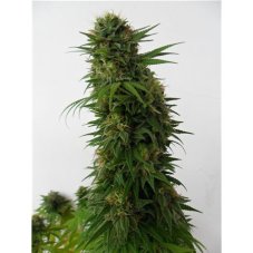 Snow Bud - Feminized Seeds 3pcs Dutch Passion