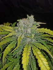 CBD 1:1 Auto Feminizowane Nasiona (dawniej Crack CBD Auto) - 5 szt