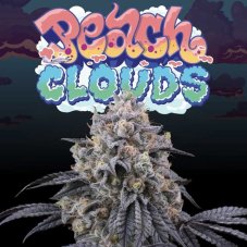 Perfect Tree Seeds Peach Clouds feminisierte Hanfsamen