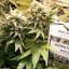 Master Kush - феминизирани семена 5 бр Dutch Passion