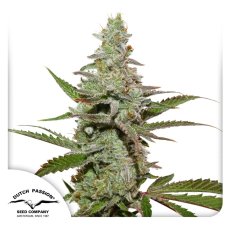 Amsterdam Amnesia 10 szt Dutch Passion Feminised Seeds