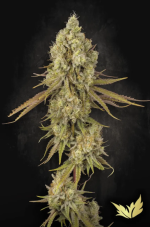 Paradise Seeds Tangerine Sorbet feminizované semená konope, balenie 5+2