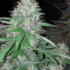 White Dwarf - Autoflowering Seeds of Buddha Seeds