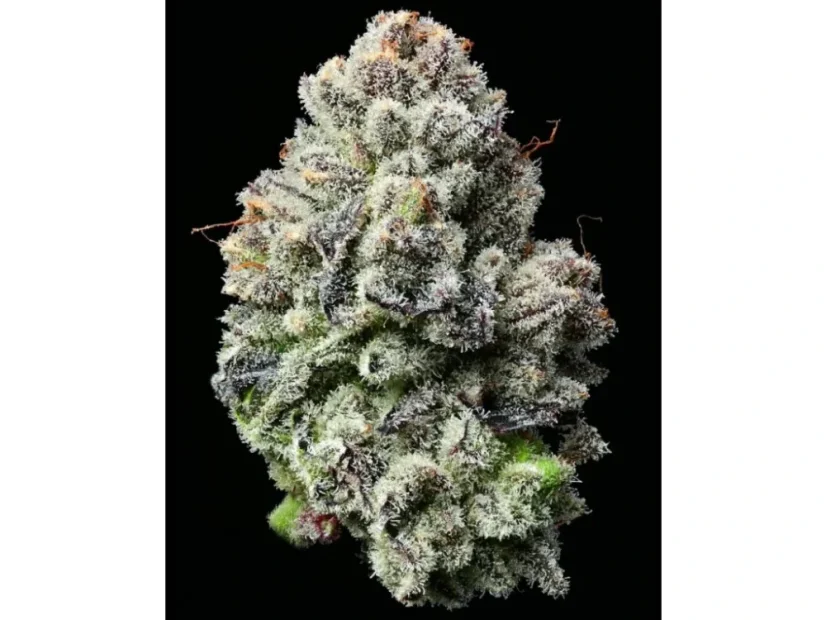 Citrus Gelato - feminizovaná semínka 5 ks Cannapio
